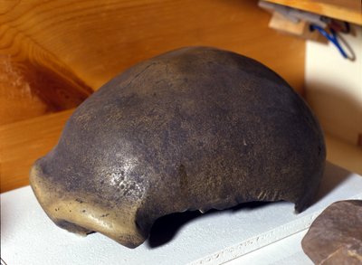 Skull of the Neanderthal Man, discovered in Germany in 1856. by Prehistoric Prehistoric