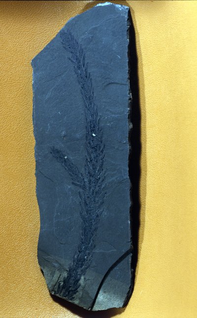 Prehistory: Glyptolepsis keuperiana, fossil conifer of the upper triassic period, mesozoic era by Prehistoric Prehistoric