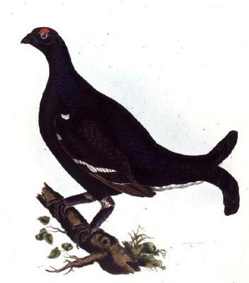 Black Grouse, from 