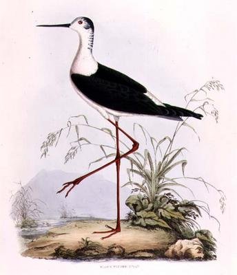 Black Winged Stilt, from 