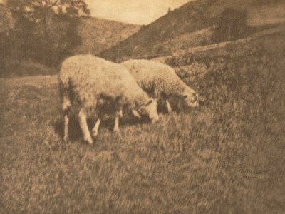 Camera Work: Sheep by Professor Hans Watzek