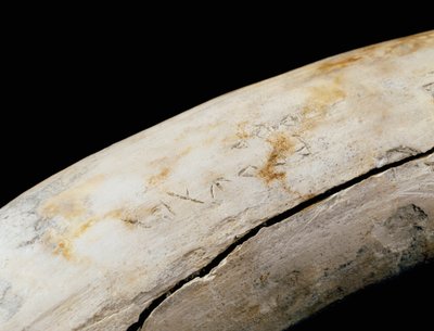 Punic Art: Ivory Defense with Engraved Inscription by Punic Punic