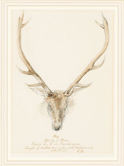 A Stag Shot by John Brown by Queen Victoria
