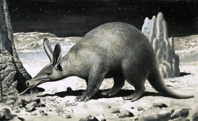 Aardvark by R.B. Davis