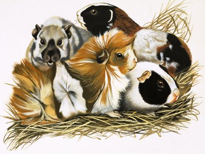 All Sorts of Guinea Pigs by R.B. Davis