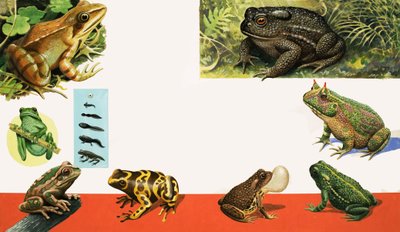 All sorts of Frogs and Toads by R.B. Davis
