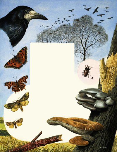 Animals attracted to Elm trees including rooks and butterflies by R.B. Davis
