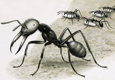 Ants by R.B. Davis
