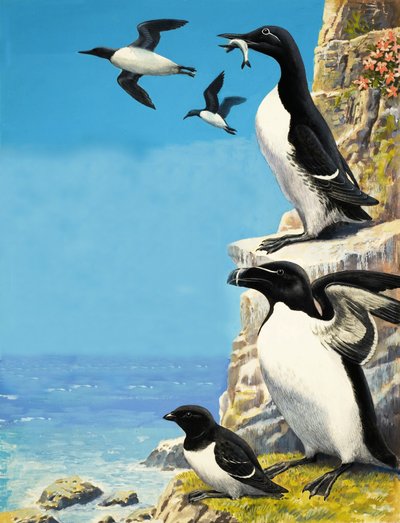 Auks by R.B. Davis