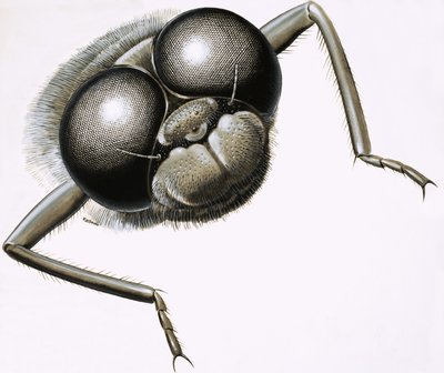 Close Up of a Dragonfly by R.B. Davis