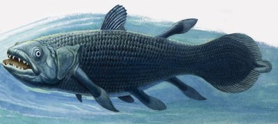 Coelacanth by R.B. Davis