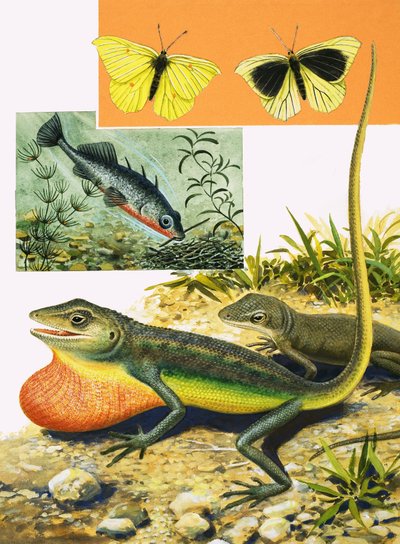 Cracking the Colour Code by R.B. Davis