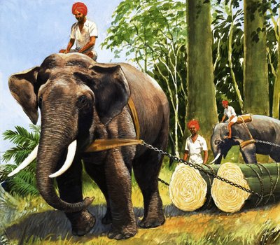 Elephants at Work by R.B. Davis