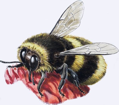 Honey Bee by R.B. Davis