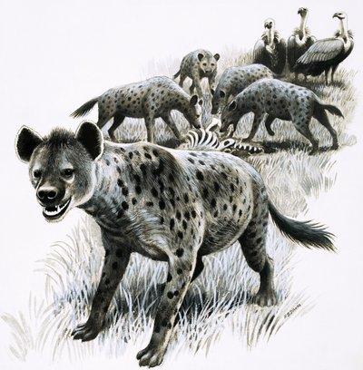 Hyenas Feeding on a Zebra Carcass with Vultures Watching by R.B. Davis