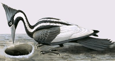 Ivory-billed Woodpecker by R.B. Davis