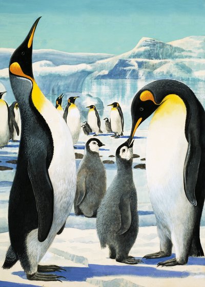 King Penguin by R.B. Davis