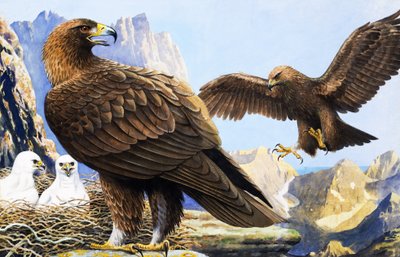 King of Birds (from 