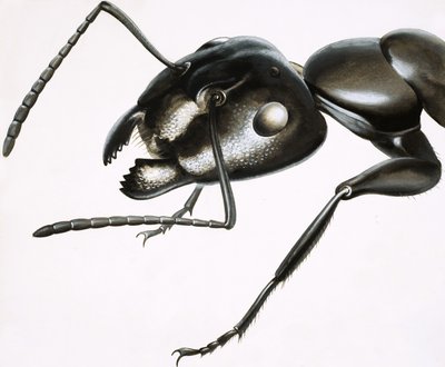 Little Monsters: The Mighty Ant by R.B. Davis
