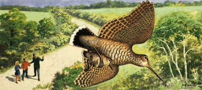 Looking at Nature: The Woodcock by R.B. Davis