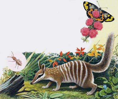 Numbat by R.B. Davis
