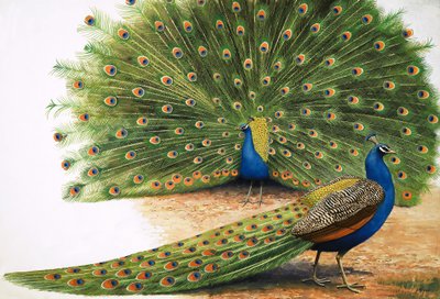 Peacocks by R.B. Davis