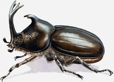 Stag Beetle by R.B. Davis