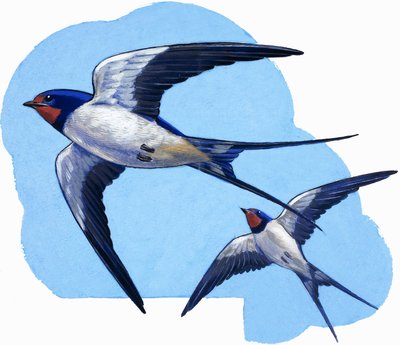 Swallows by R.B. Davis