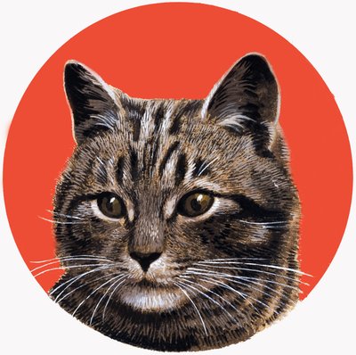 Tabby Cat (from 