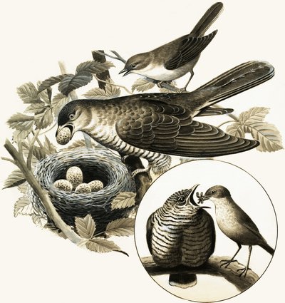 The Cuckoo by R.B. Davis