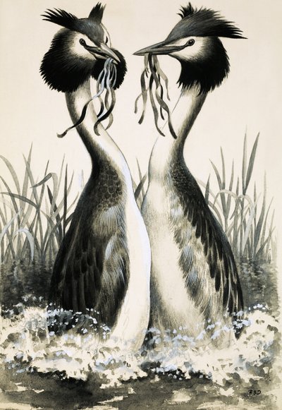 The Great Crested Grebe by R.B. Davis