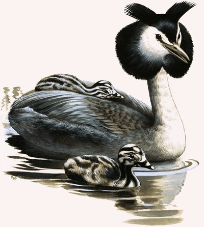 The Great Crested Grebe by R.B. Davis