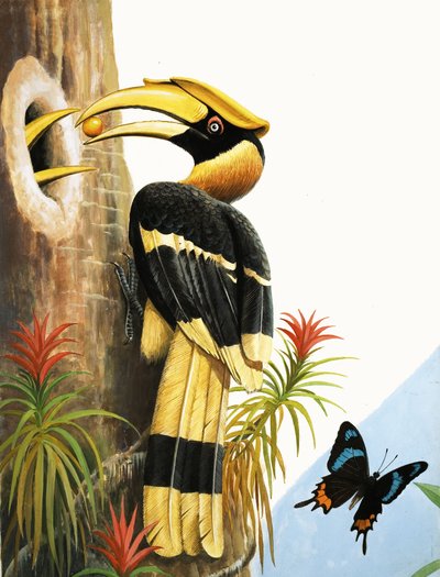 The Hornbill by R.B. Davis