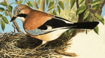 The Jay by R.B. Davis