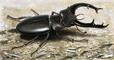 The Stag Beetle by R.B. Davis