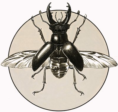 The Stag Beetle by R.B. Davis