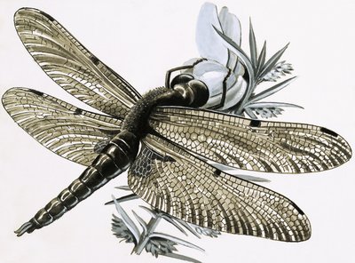 The Dragonfly by R.B. Davis