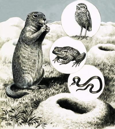 The Elaborate Burrows of the Prairie Dog by R.B. Davis