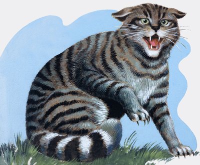Wild Cat, from 