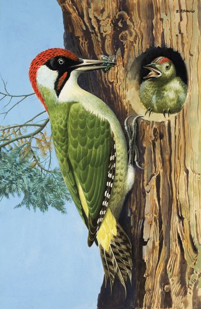 Woodpecker by R.B. Davis