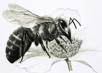Worker Bee Collecting Nectar from Flower by R.B. Davis