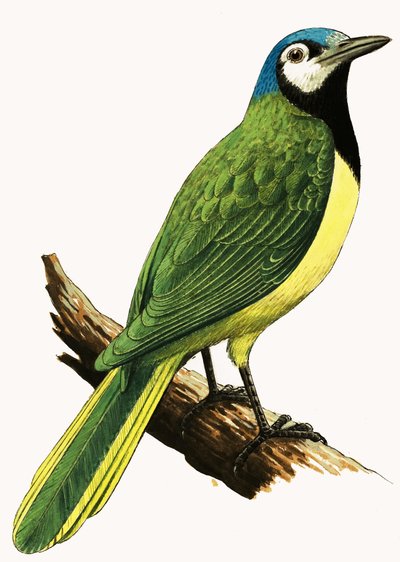X for... Xanthoura Luxuosa or American Jay by R.B. Davis