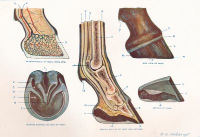 Structure of the foot of a horse, c1907-c1910 by RE Holding