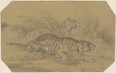 Two Tigers Sneaking Through the Grass by Raden Sarief Bastaman Saleh