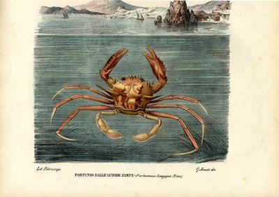 Crustaceans by Raimundo Petraroja