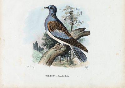 European Turtle Dove by Raimundo Petraroja