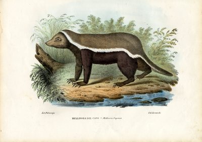 Honey Badger by Raimundo Petraroja