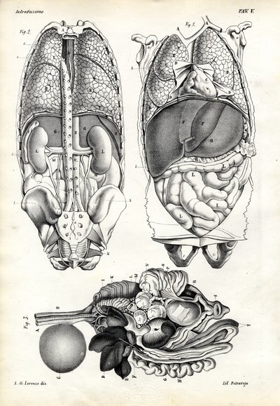Intestines by Raimundo Petraroja