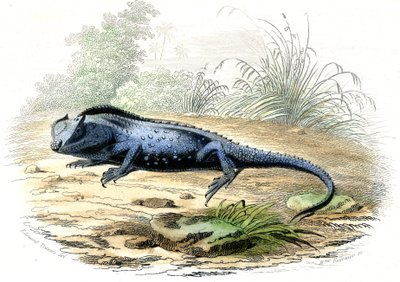 La head fourchue (Lyriocephalus margaritaceus) - Plate extracted from Histoire Naturelle by Raimundo Petraroja