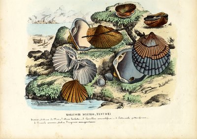 Mussels by Raimundo Petraroja